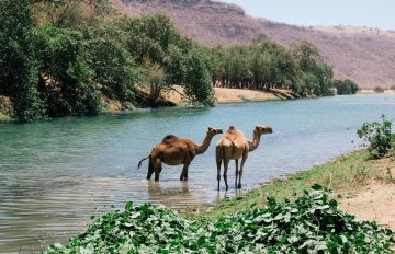 Salalah-Oman4